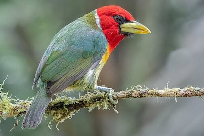 Cali Birdwatching and Botany Tour at KM18