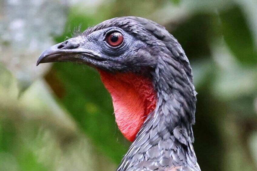 Cali Birdwatching and Botany Tour at KM18