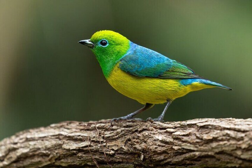 Cali Birdwatching and Botany Tour at KM18
