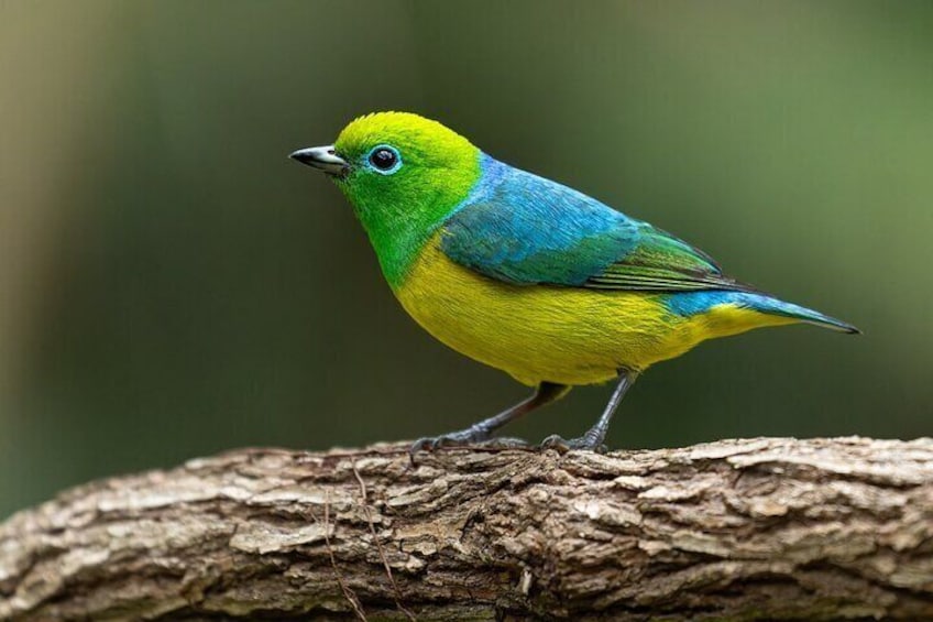 Cali Birdwatching and Botany Tour at KM18