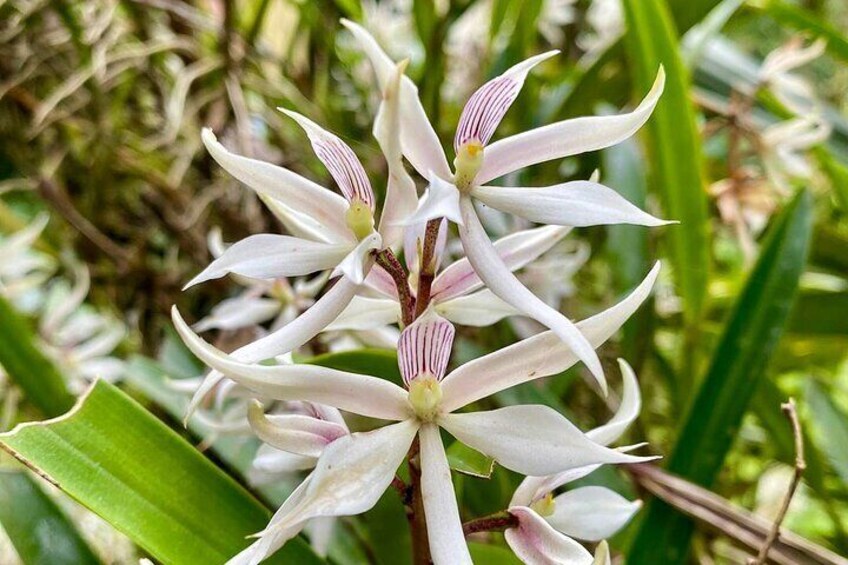 Cali Birdwatching and Botany Tour at KM18