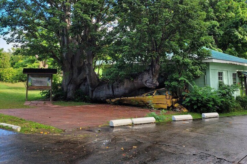 This is the African Baobab Tree which fell on this school bus during Hurricane David in 1979, category 5 hurricane here in the Botanic Garden. The Garden is 40 acres, which a sugar cane plantation