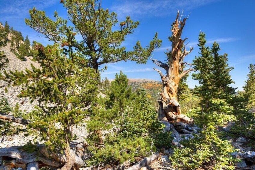 Bristlecone Pine Grove Trail