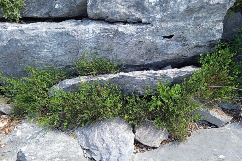 Natural History Guiding Cave and Nature of Petralona Halkidiki 