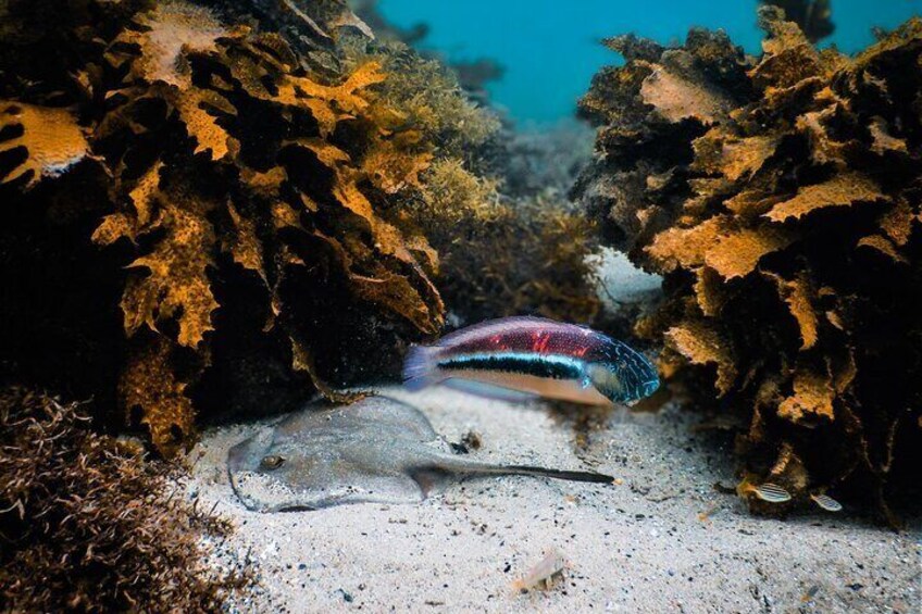 Stingray and Māori Wrasse