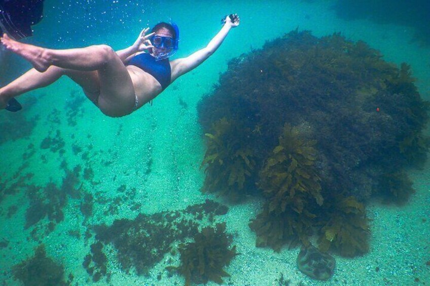 Snorkeler and stingray at Clovelly