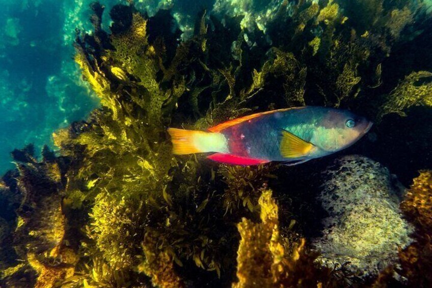 Crimson wrasse