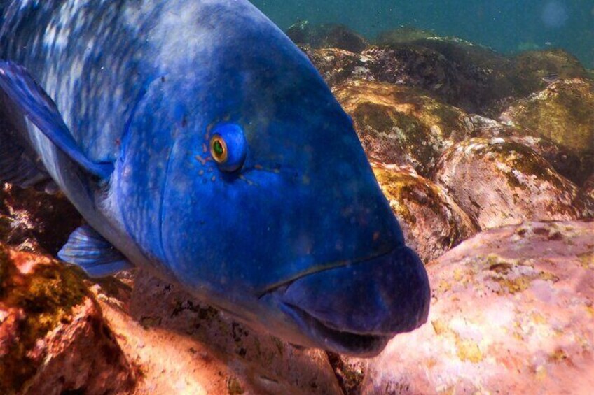 Blue groper