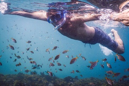 Private Snorkelling Tour In Sydney's Marine Reserve