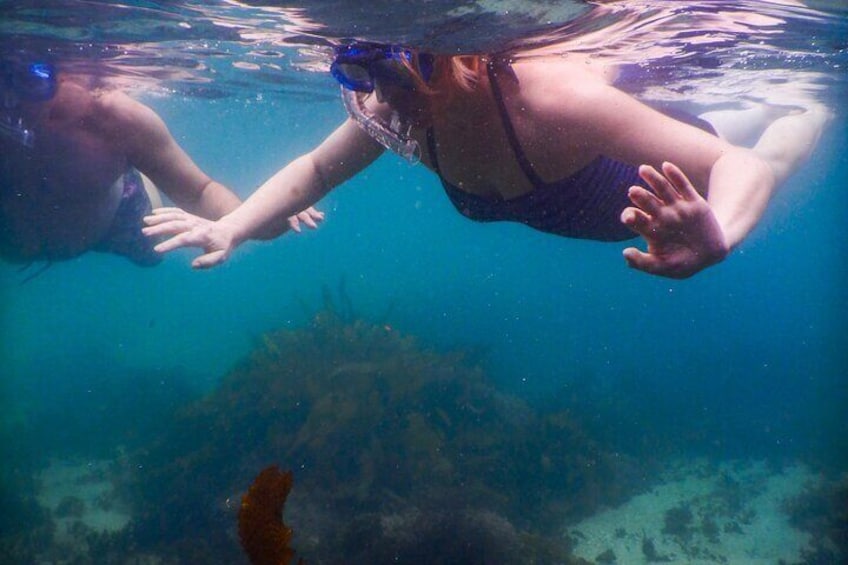 Snorkelers