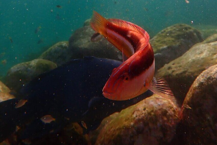 The vibrant redband wrasse takes center stage, while a blue groper quietly explores the rocky terrain in the background