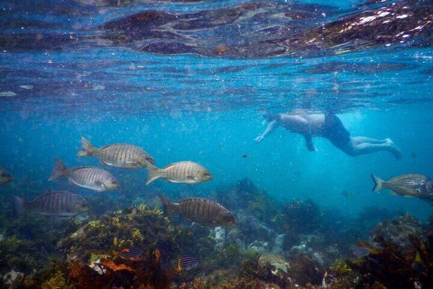 Silver drummer fish navigate the kelp forest, accompanied by a snorkeler observing from above