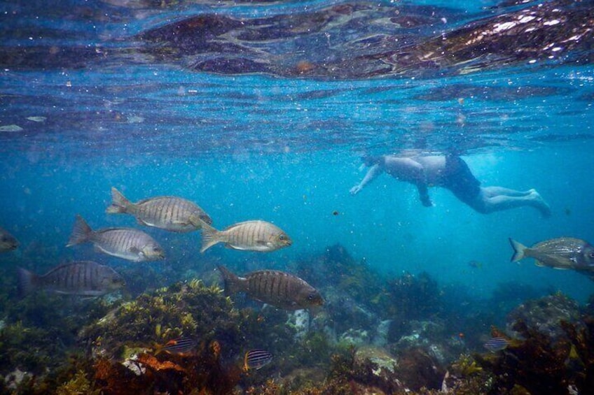 Silver drummer fish navigate the kelp forest, accompanied by a snorkeler observing from above