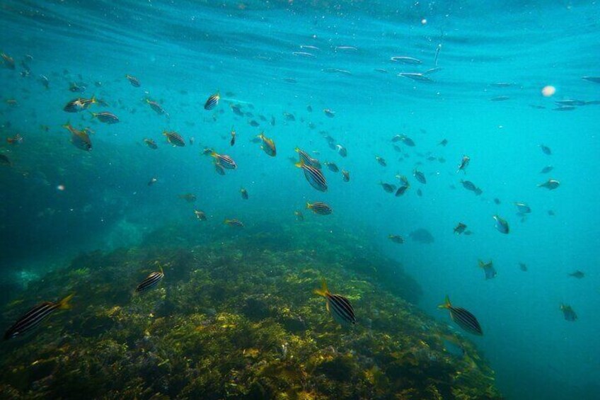 Stripey fish swim above a thriving reef, their vivid stripes blending with the dynamic underwater scenery