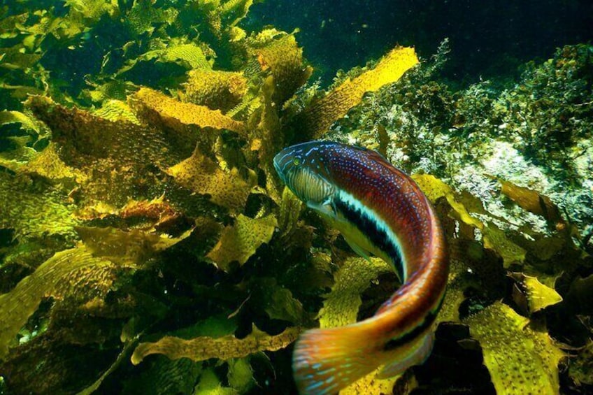 Maori wrasse