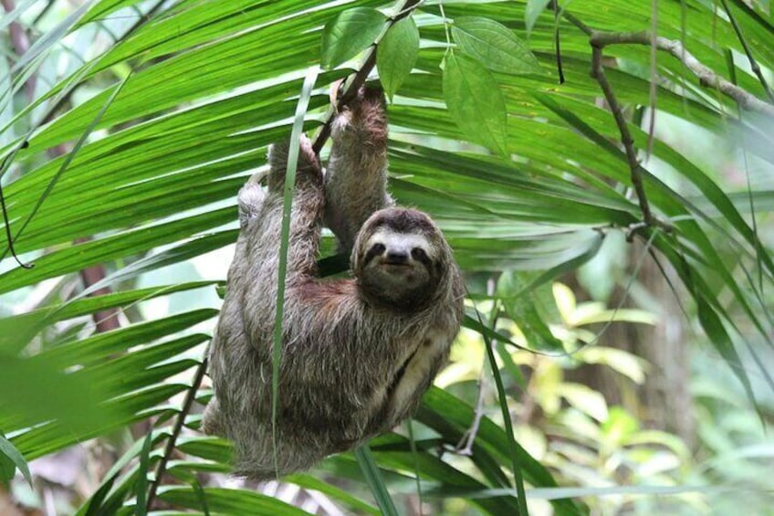 Puerto Limon Sloth Lovers and Tortuguero Canal Adventure