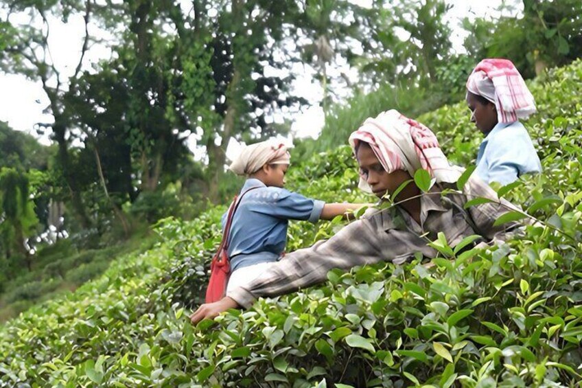 Full Tea Garden Tour