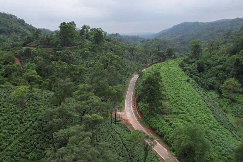 Full Tea Garden Tour