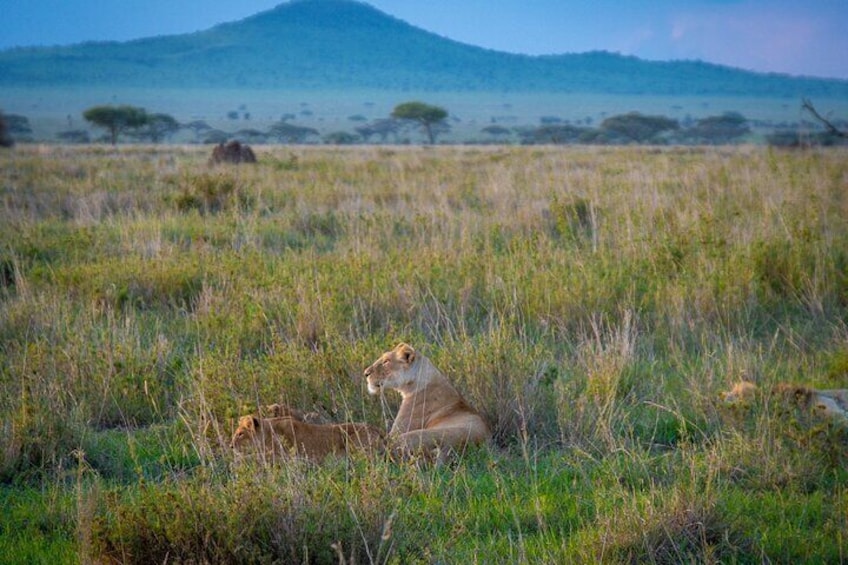  3 Days Serengeti & Ngorongoro Safari Tour