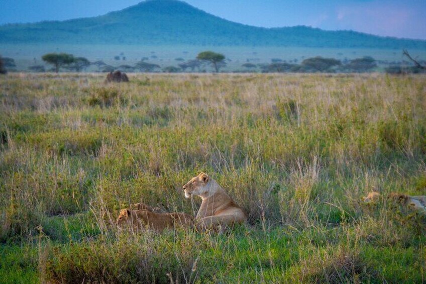  3 Days Serengeti & Ngorongoro Safari Tour