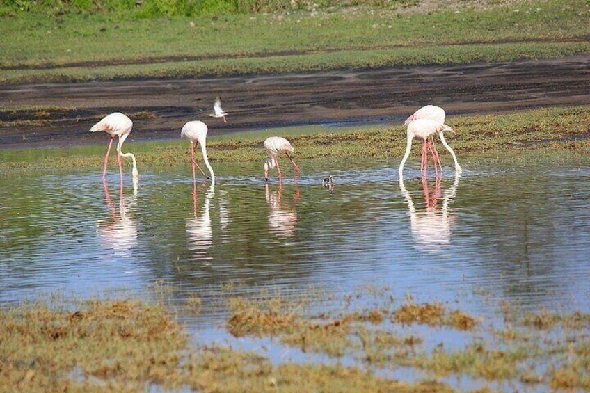 3 Days Serengeti & Ngorongoro Joined Group Safari