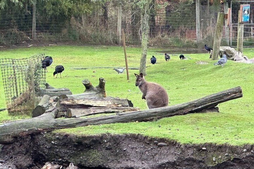 Christchurch City Top Sights Half Day Tour 