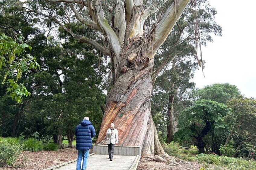 Christchurch City Top Sights Half Day Tour 