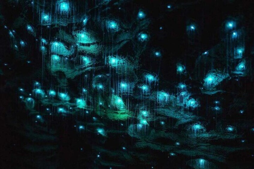 Waitomo Glowworm Caves