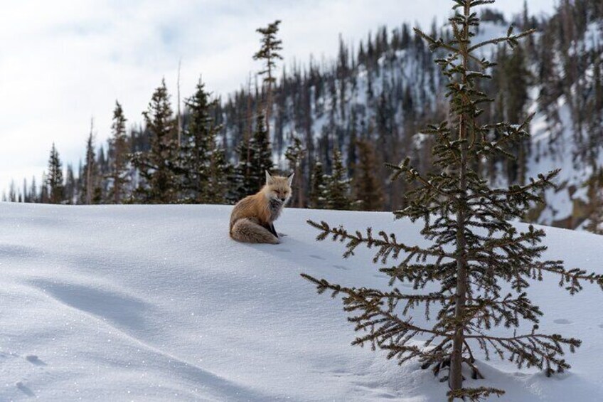 4 hr Private Wildlife Hiking Tour in Rocky Mountain National Park