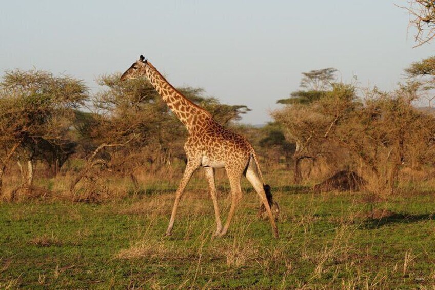 9 Days Private Camping Safari