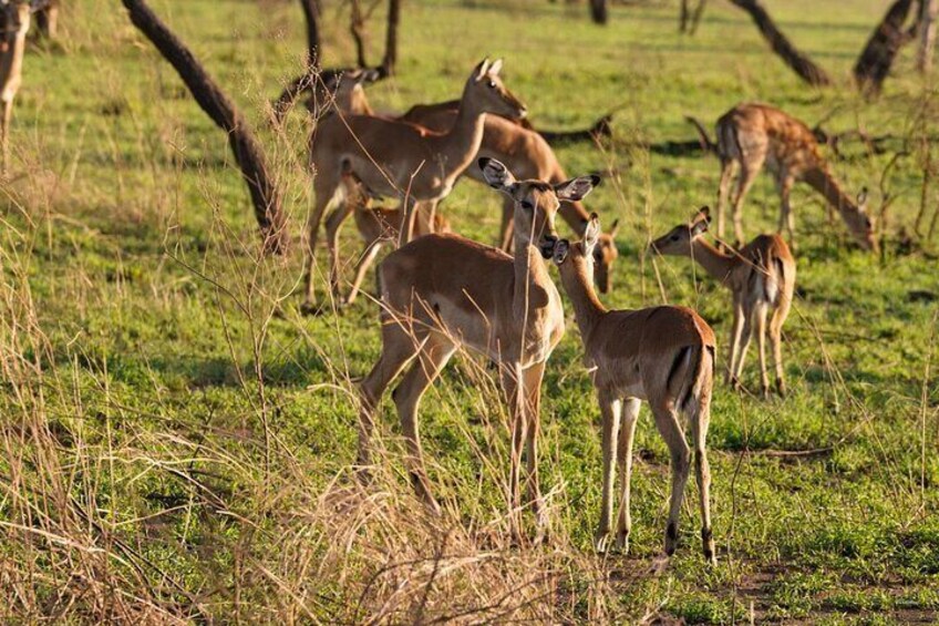 9 Days Private Camping Safari