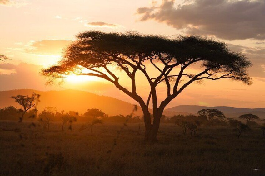 9 Days Private Camping Safari
