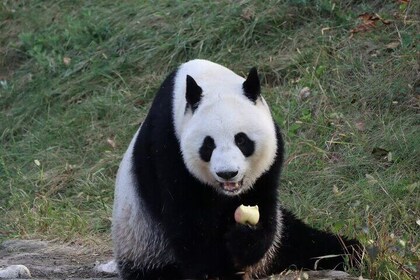 Private Xi'an Half day Panda Qizai Tour