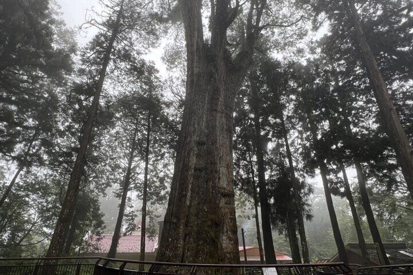 Alishan, Sun Moon Lake, Taichung Three Days Tour from Taipei