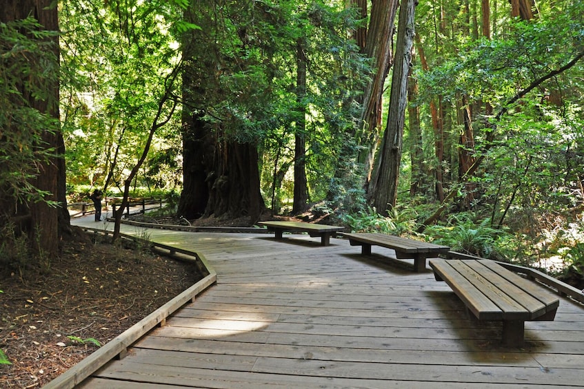 Muir Woods Self-Guided Walking and Driving Audio Tour