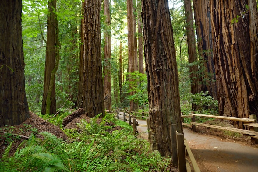 Muir Woods Self-Guided Walking and Driving Audio Tour