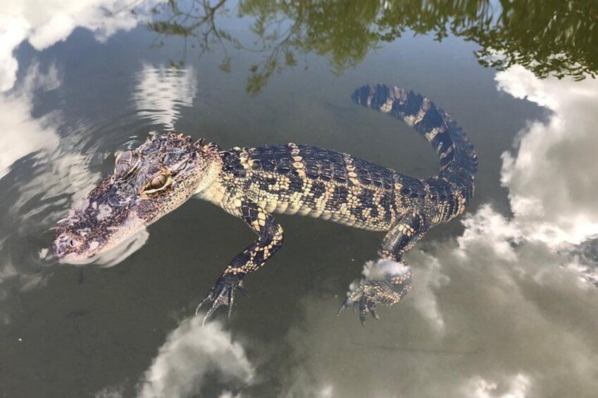 Captain Willy Airboat