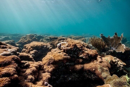 Fort Lauderdale’s Reef Snorkel Tour