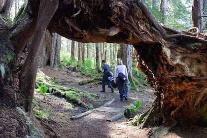 Adventure Hike | ALASKAN WILDERNESS TRAIL