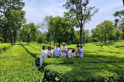 Palampur Tea Garden Tour