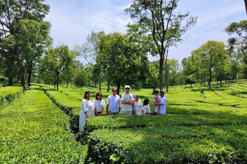 Tea Garden Tour & Tea Tasting Session at Palampur, Best Day trips from Dharamshala