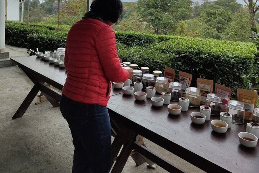 Tea Garden Tour & Tea Tasting Session at Palampur, Best Day trips from Dharamshala