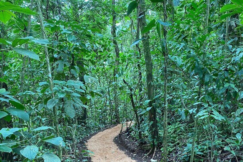 Bijagua Upala Rainforest, Trails, Sloths, Birds and others