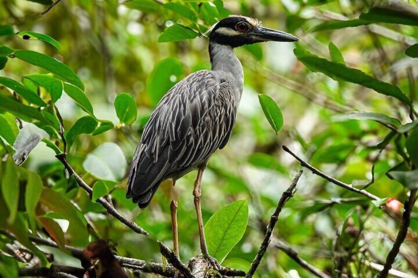 Bijagua Upala Rainforest, Trails, Sloths, Birds and others