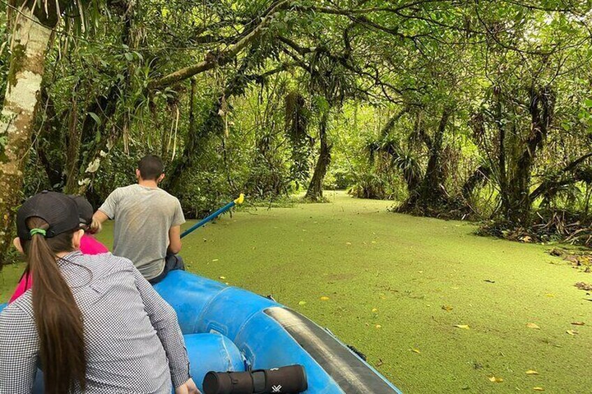 Bijagua Upala Rainforest, Trails, Sloths, Birds and others