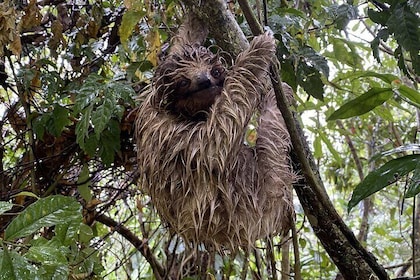 Bijagua Upala Rainforest, Trails, Sloths, Birds and others