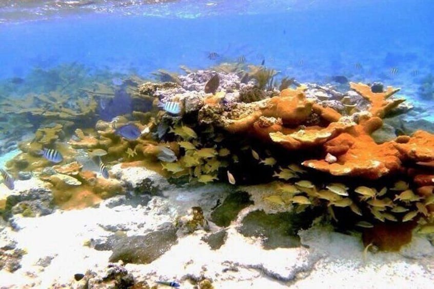All Inclusive Pig Encounter, Snorkeling, Turtles, Lunch & Beach