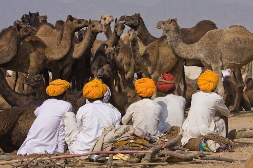 Pushkar Day Trip from Jaipur 