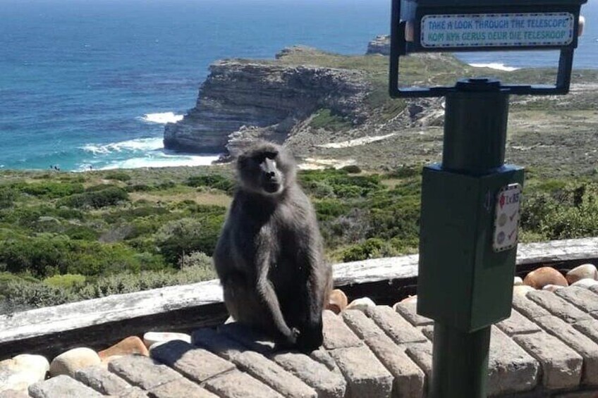 Cape Point overlooking Cape of Goodhope with the famous Baboon.