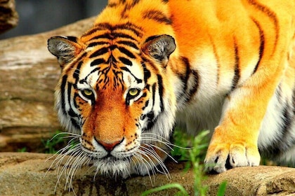 5 Days Golden Triangle With Ranthambore Wildlife
